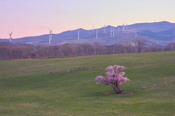 Muroran - Hokkaido | Coastal
