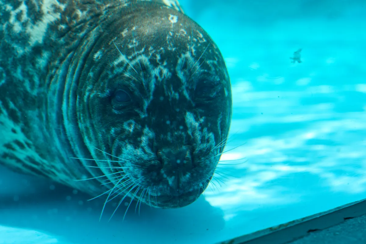 Kamogawa Sea World (2024) | Chiba | Landscapes of Japan