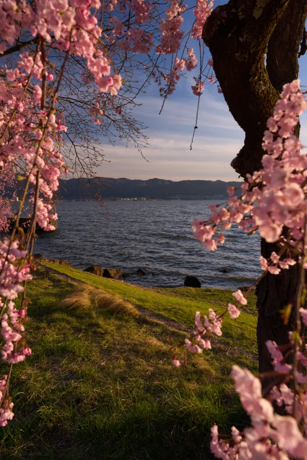 Lake Suwa - Nagano | Cherry Blossoms