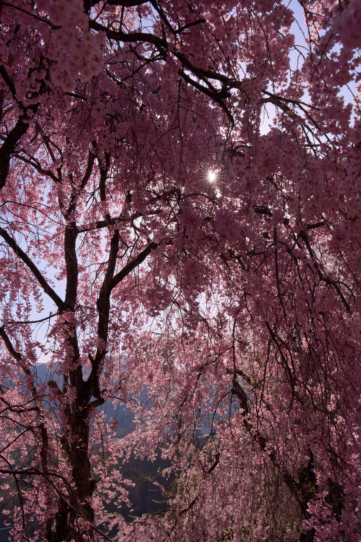 Kobo Mountain Tumulus - Nagano | Cherry Blossoms