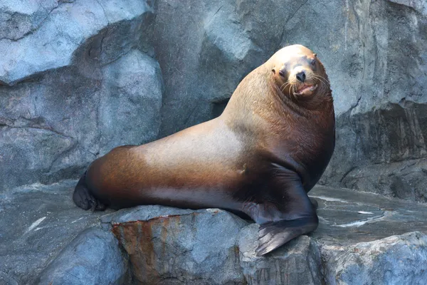 Toba Aquarium - Mie | Animals