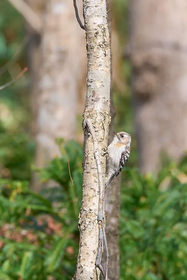 Sapporo - Hokkaido | Birds