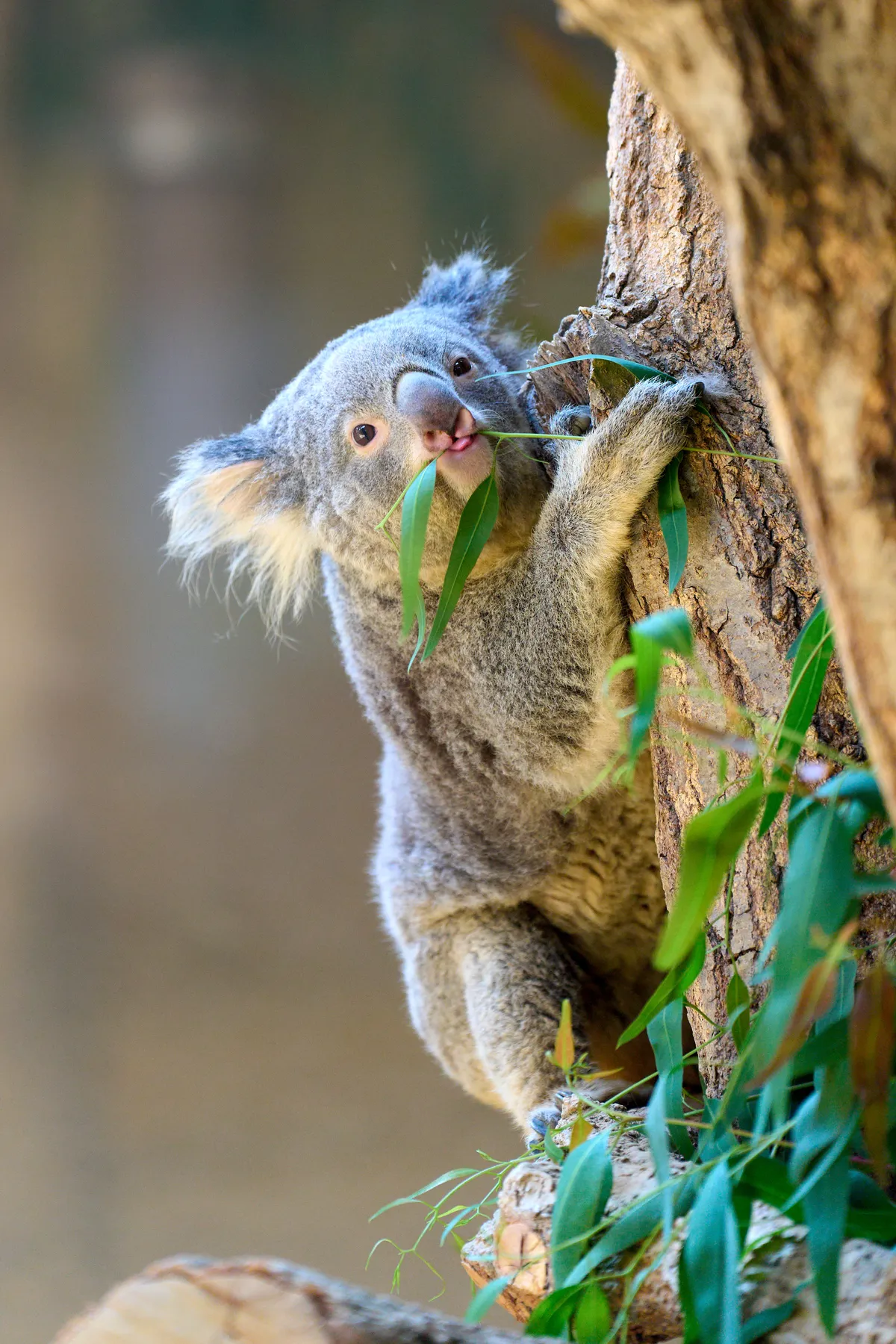 Higashiyama Zoo (2026) | Aichi | Landscapes of Japan