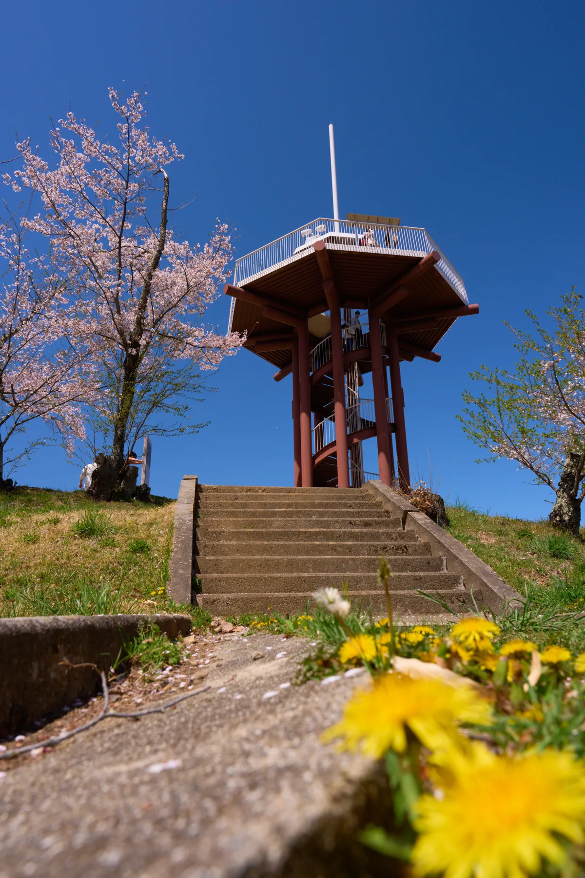 Joyama Park (Matsumoto) - Nagano | Cherry Blossoms