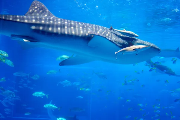 Okinawa - Okinawa | Animals