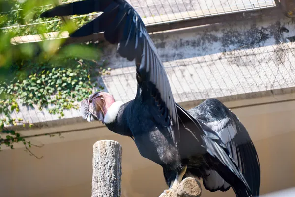 Higashiyama Zoo - Aichi | Birds