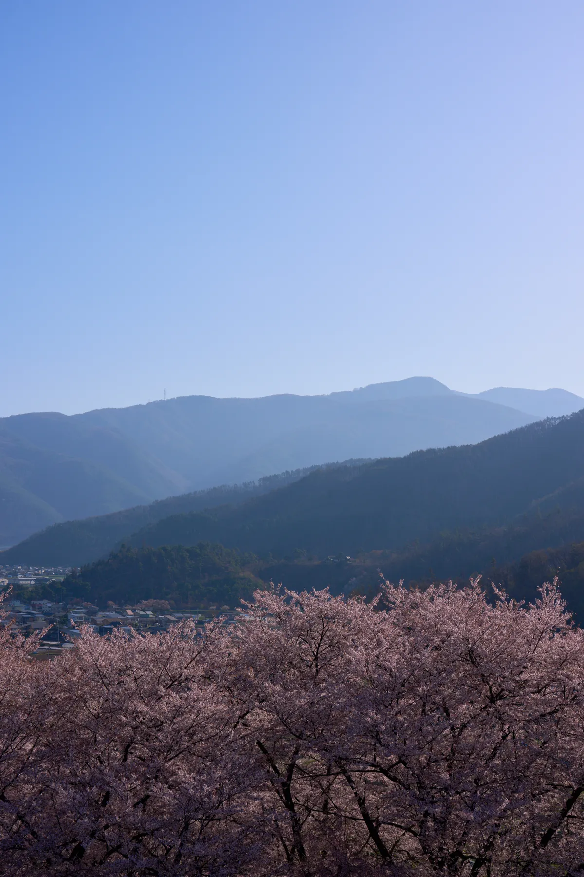 Kobo Mountain Tumulus - Nagano | Cherry Blossoms