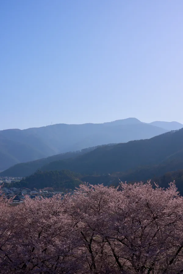 Kobo Mountain Tumulus - Nagano | Cherry Blossoms