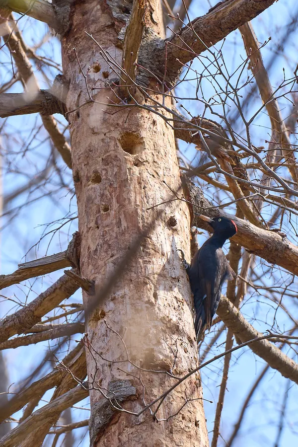 Sapporo - Hokkaido | Birds