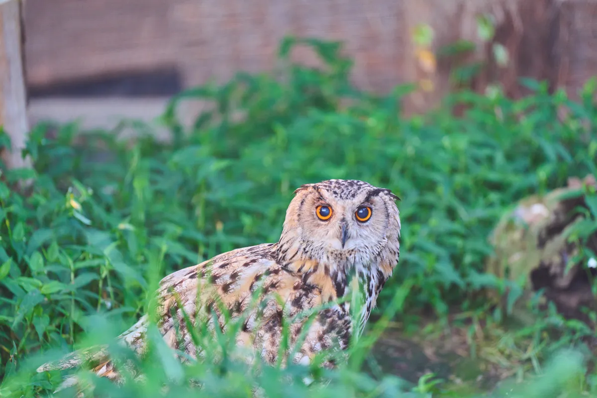 Asahiyama Zoo (2025) | Hokkaido | Landscapes of Japan
