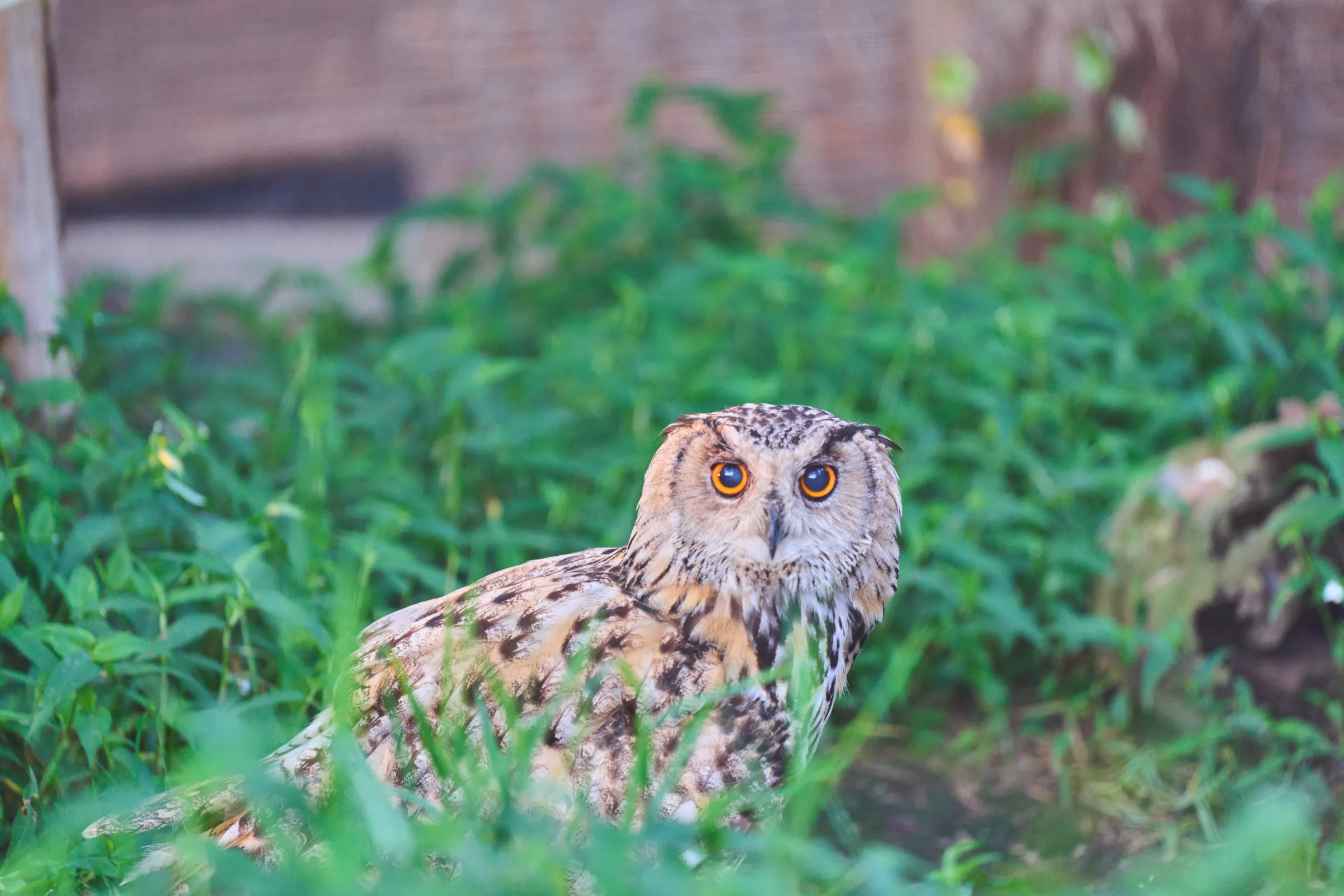 旭山動物園 (2025) | 北海道 | Landscapes of Japan