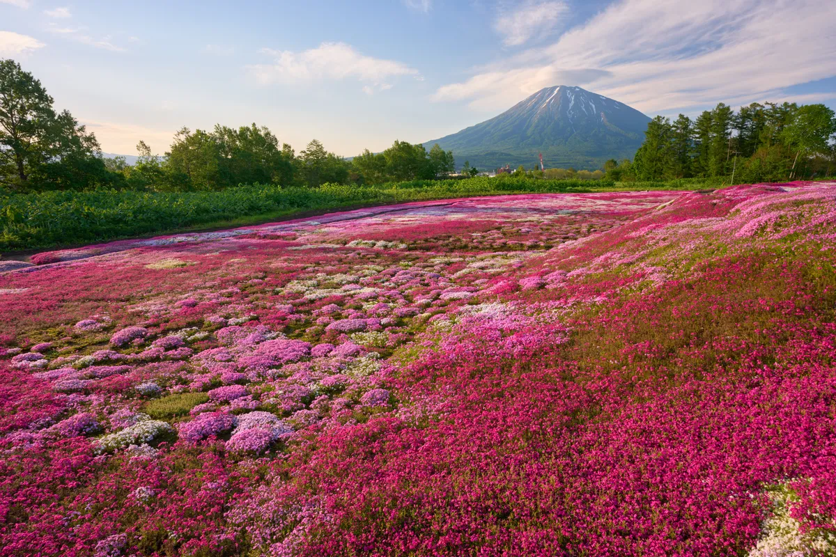 Kutchan (2026) | Hokkaido | Landscapes of Japan