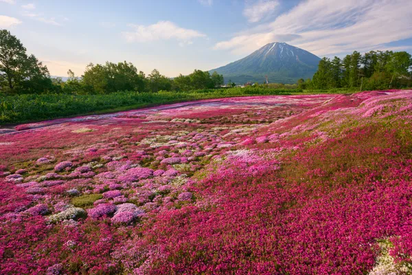 倶知安 - 北海道
