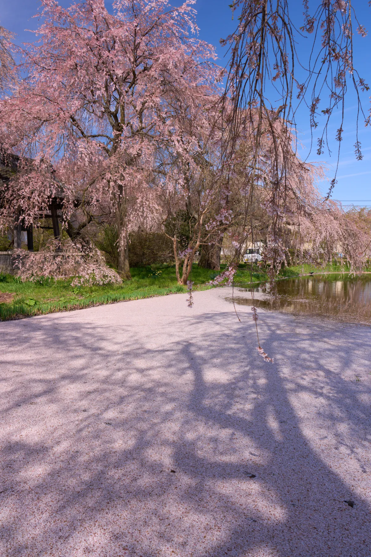 Anyo-ji Temple - Nagano | Cherry Blossoms
