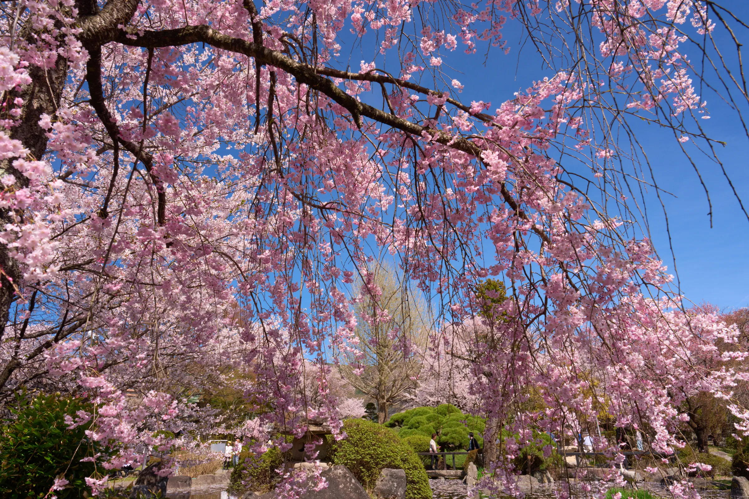 高島公園(諏訪市) (2026) | 長野県 | Landscapes of Japan
