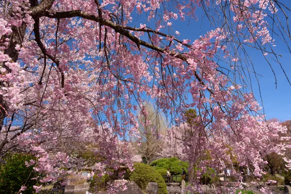高島公園(諏訪市) - 長野県
