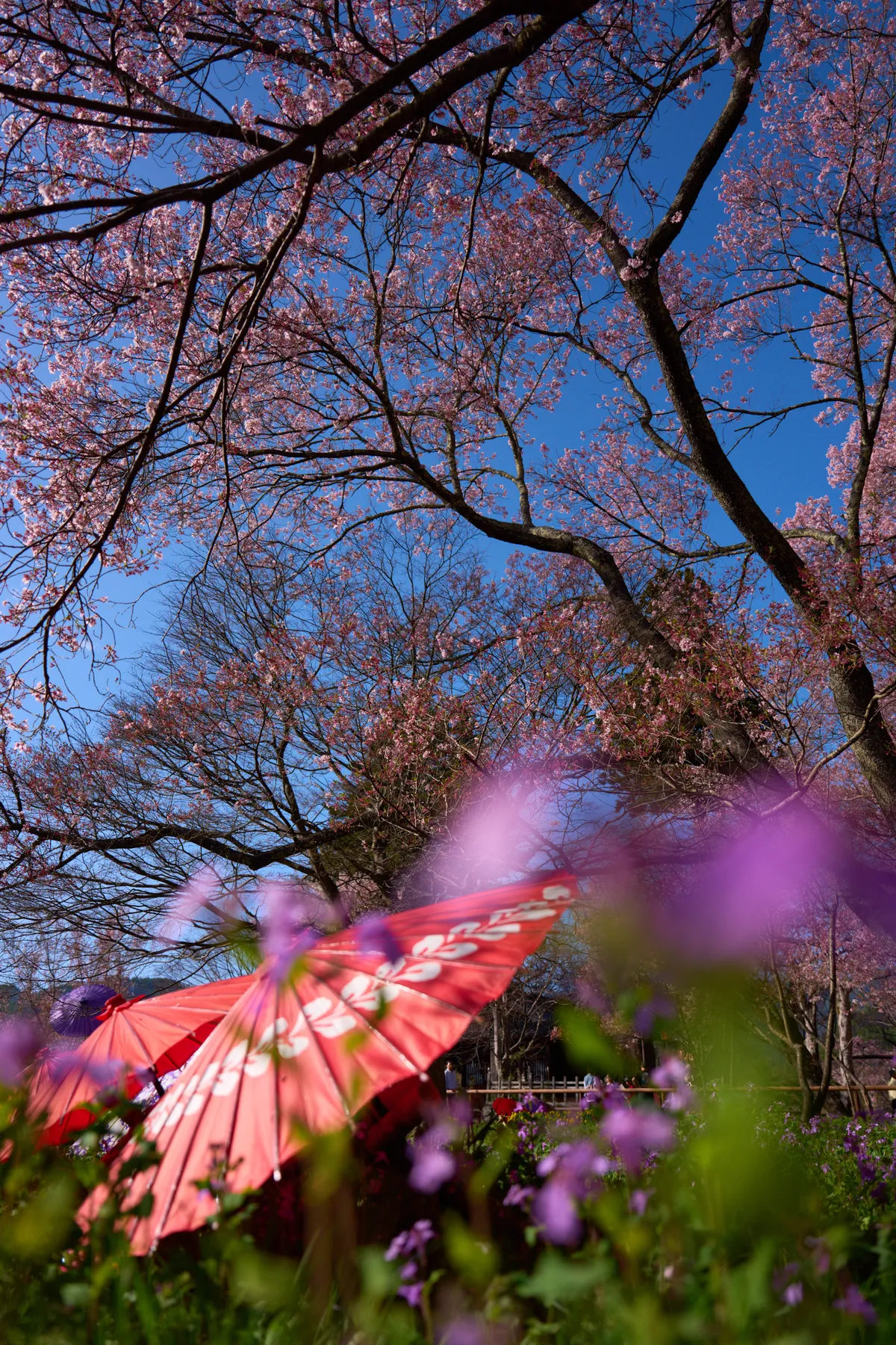 Takato Castle Park - Nagano | Cherry Blossoms