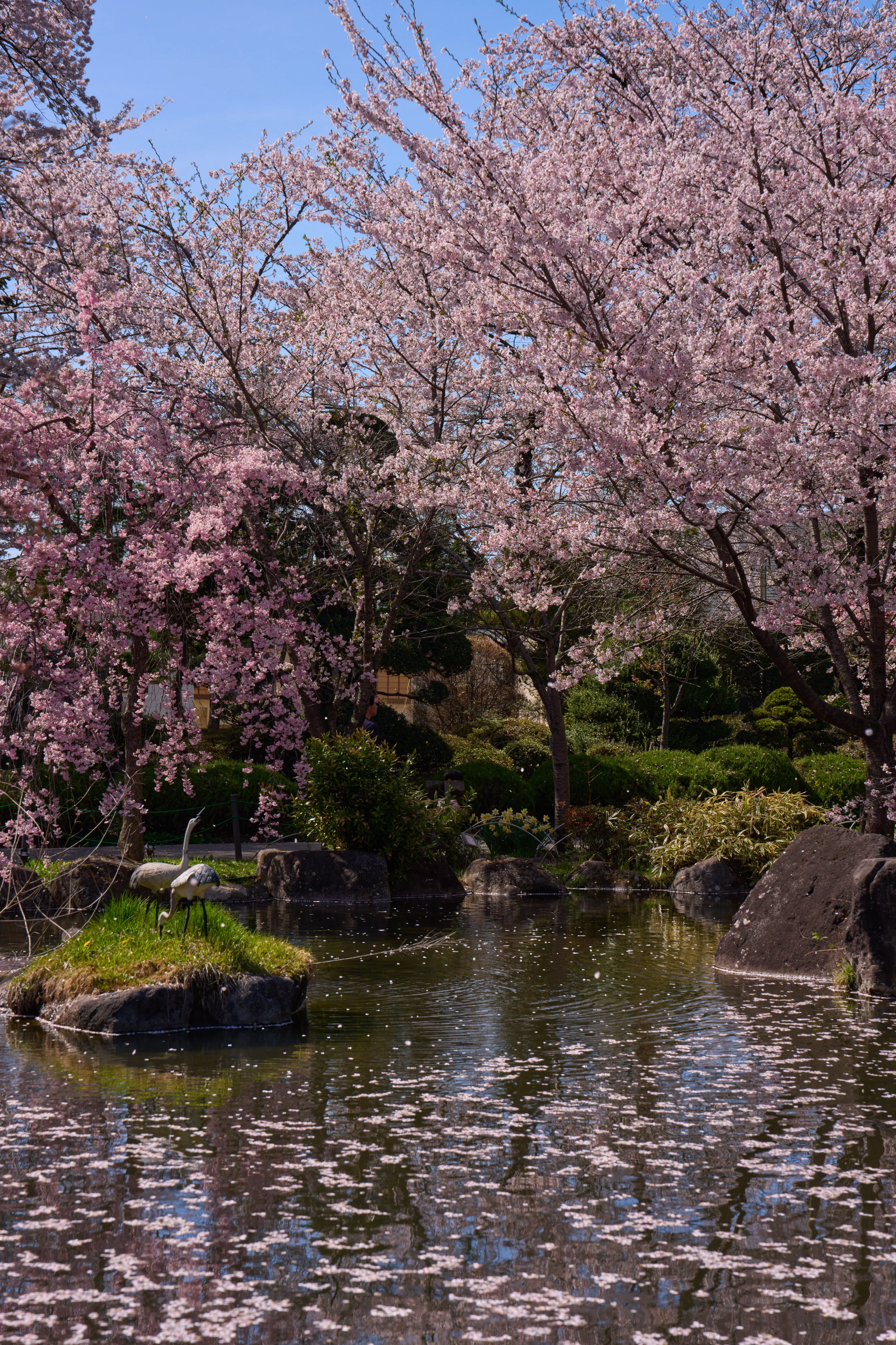 高島公園(諏訪市) (2026) | 長野県 | Landscapes of Japan