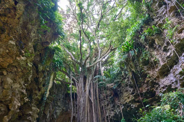 Okinawa (2025) — Okinawa Tropical Coast | Okinawa | Landscapes of Japan