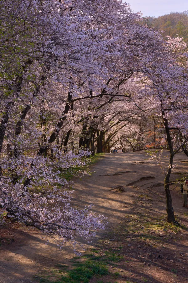 弘法山古墳 - 長野県