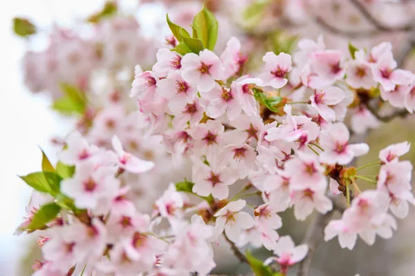 Bibai (2025) — Bibai Snow + Flowers | Hokkaido | Landscapes of Japan