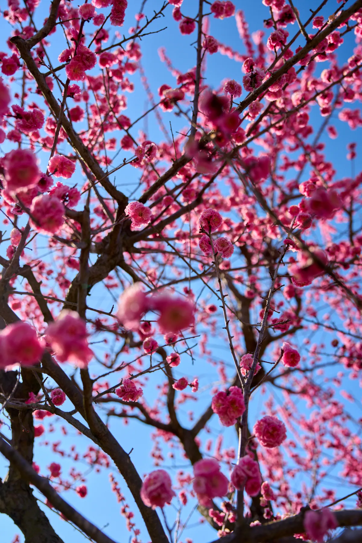 Pflaumenblüten-Park (2026) | Mie | Landscapes of Japan
