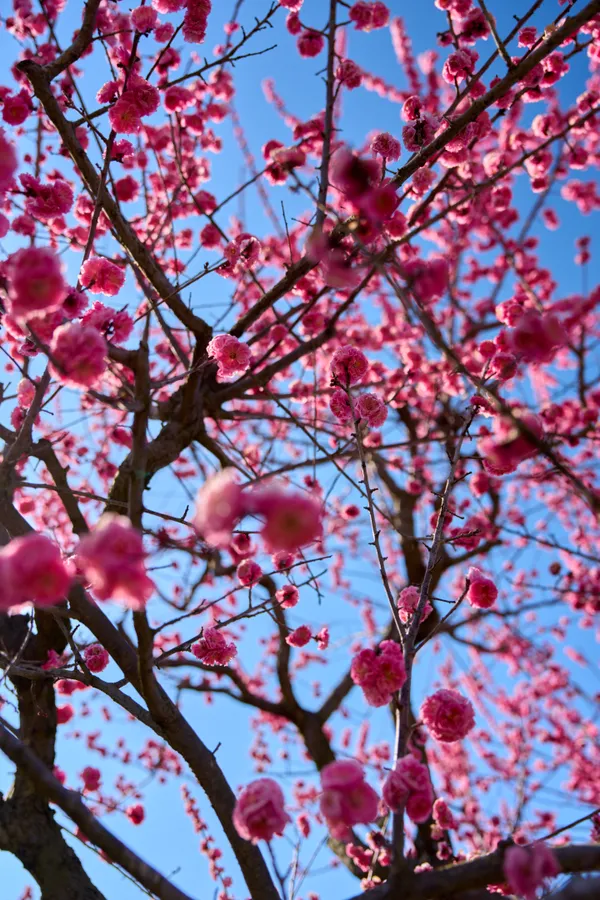 梅林公園 - 三重県