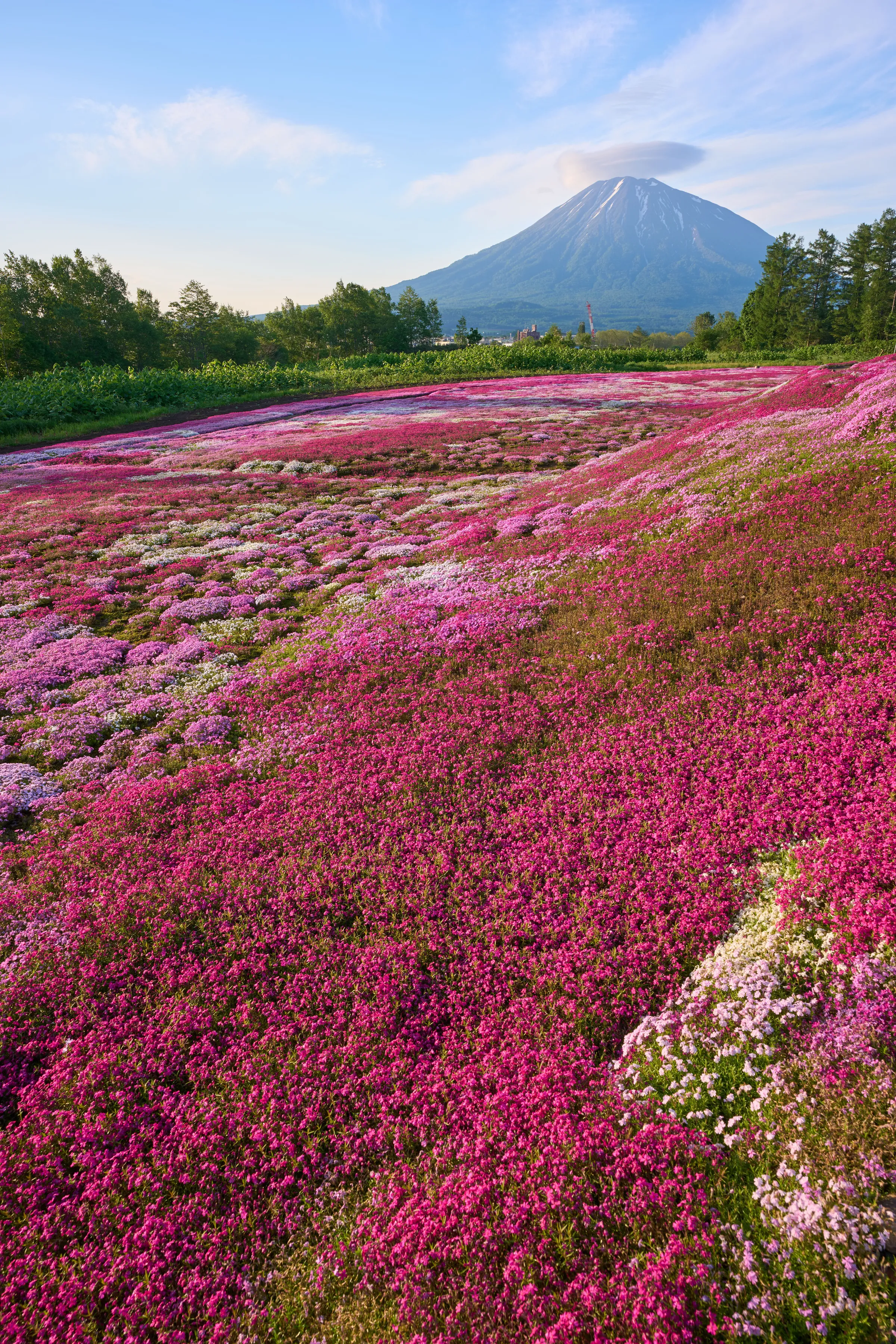 倶知安 (2026) | 北海道 | Landscapes of Japan