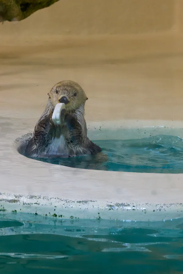 Toba Aquarium - Mie | Animals