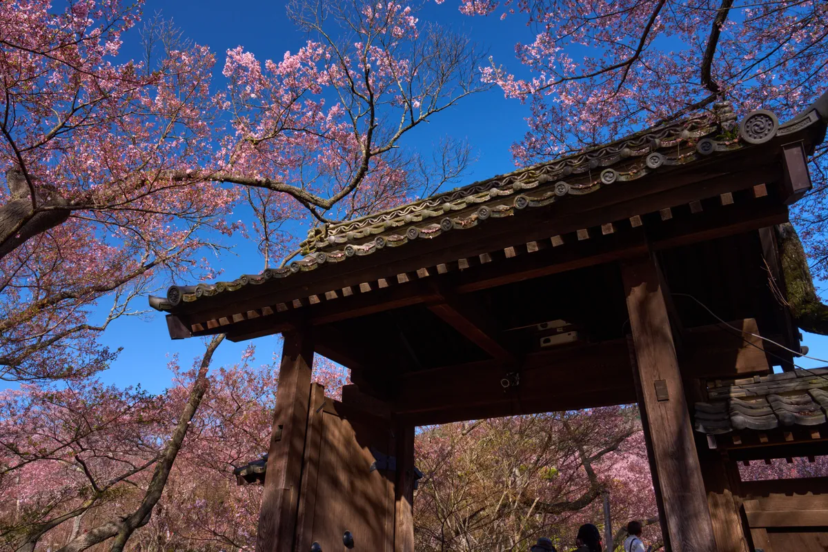 Takato Castle Park - Nagano | Cherry Blossoms