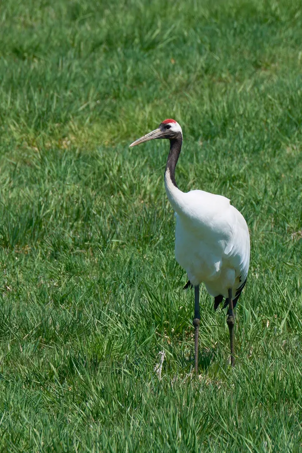 Kushiro - Hokkaido | Birds