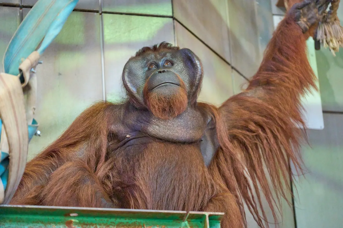 Asahiyama Zoo (2025) | Hokkaido | Landscapes of Japan