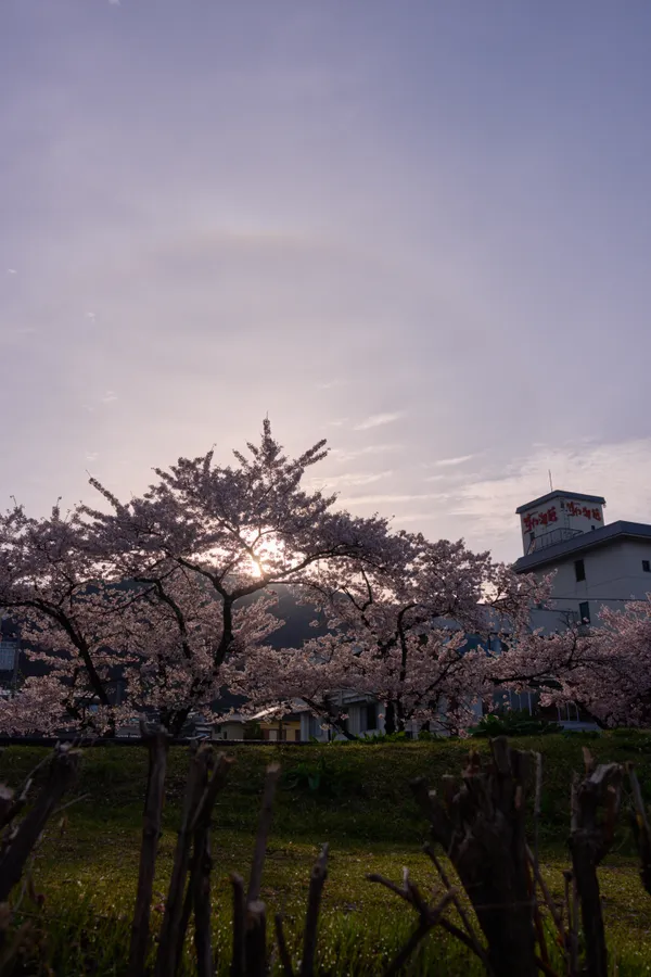 Lake Suwa - Nagano | Cherry Blossoms