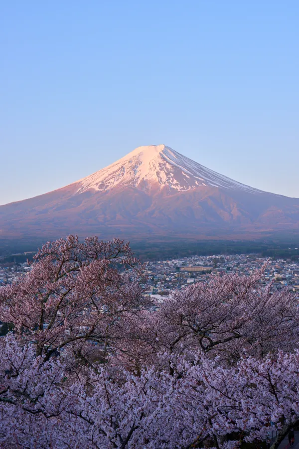 Arakurayama Sengen Park - Yamanashi | Cherry Blossoms