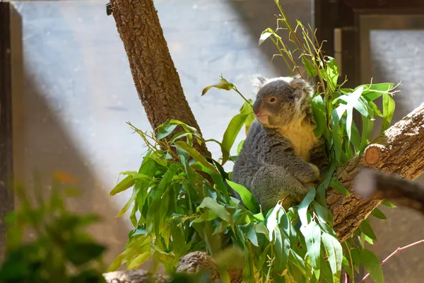 Higashiyama Zoo - Aichi | Animals