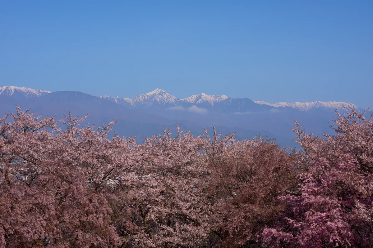 Kobo Mountain Tumulus - Nagano | Cherry Blossoms