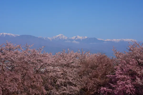Kobo Mountain Tumulus - Nagano | Cherry Blossoms
