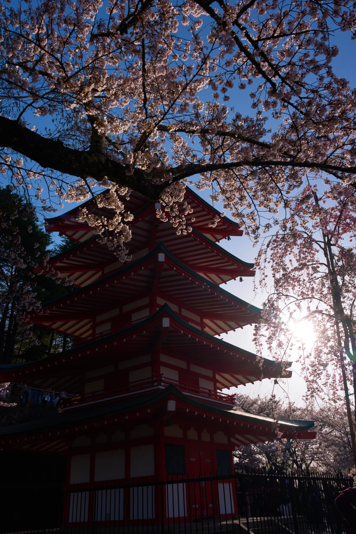 Arakurayama Sengen Park (2026) | Yamanashi | Landscapes of Japan