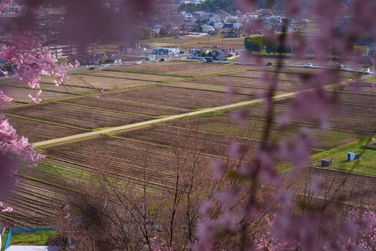 Kobo Mountain Tumulus - Nagano | Cherry Blossoms
