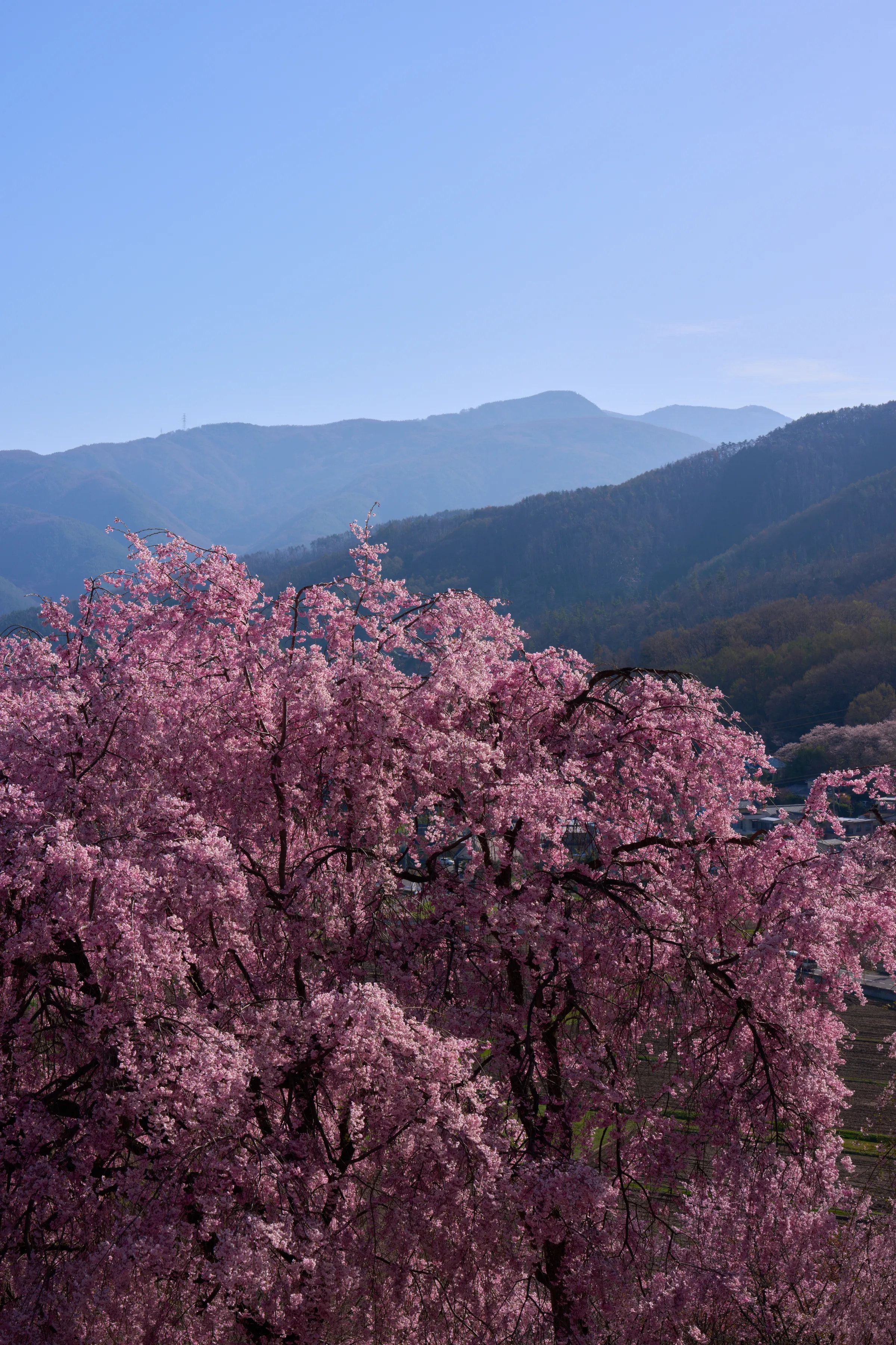 弘法山古墳 (2026) | 長野県 | Landscapes of Japan