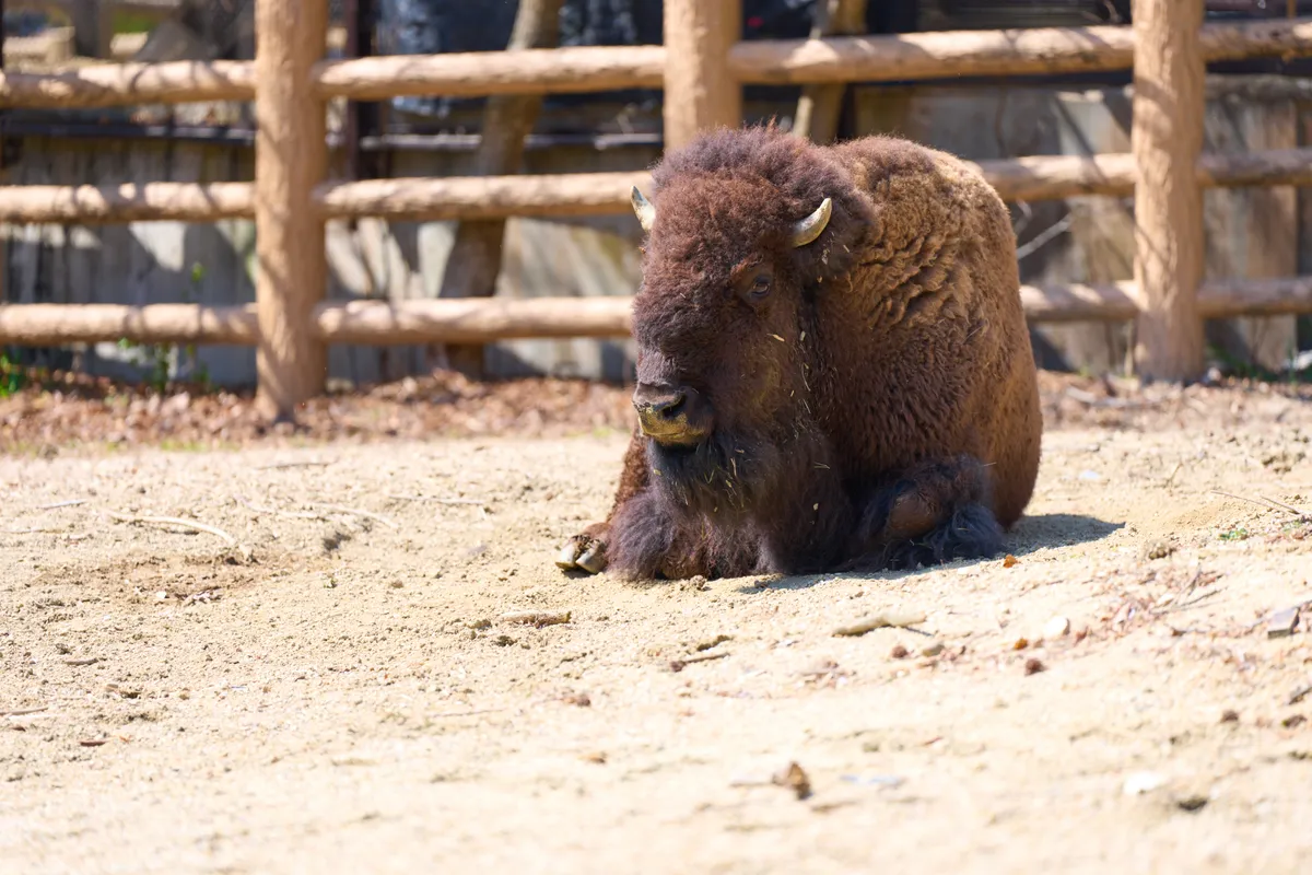 Higashiyama Zoo (2026) | Aichi | Landscapes of Japan