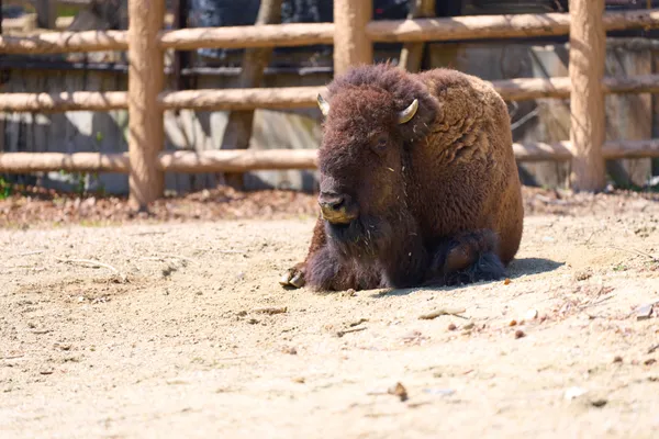 Higashiyama Zoo - Aichi | Animals