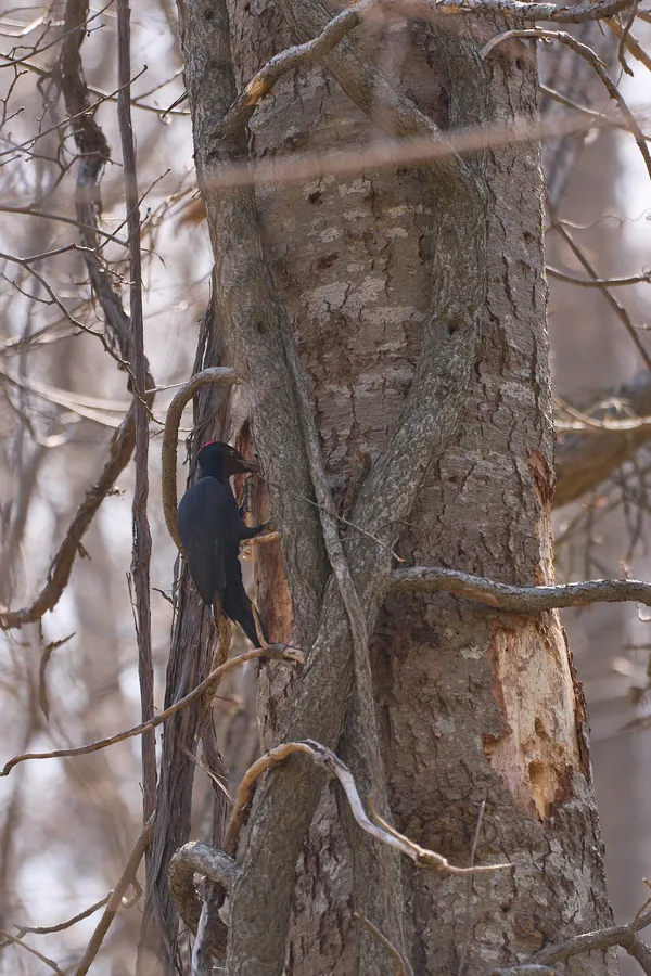 Sapporo - Hokkaido | Birds