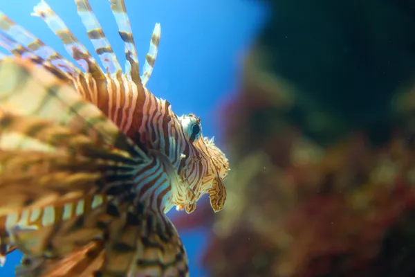 Toba Aquarium - Mie | Animals