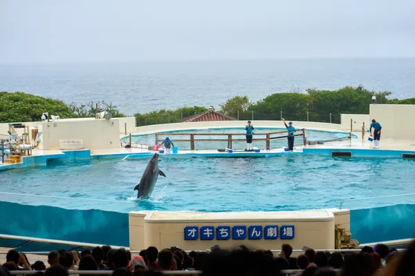 Okinawa - Okinawa | Animals