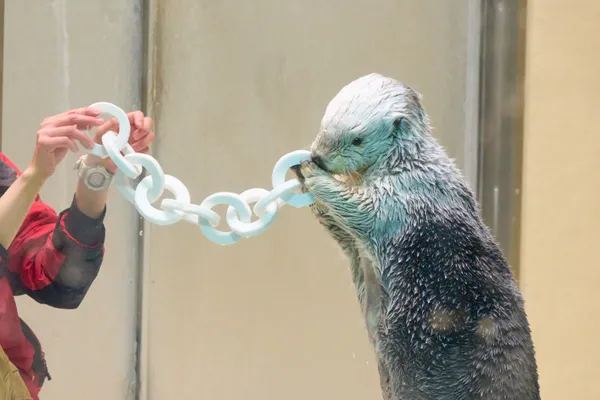 Toba Aquarium - Mie | Animals