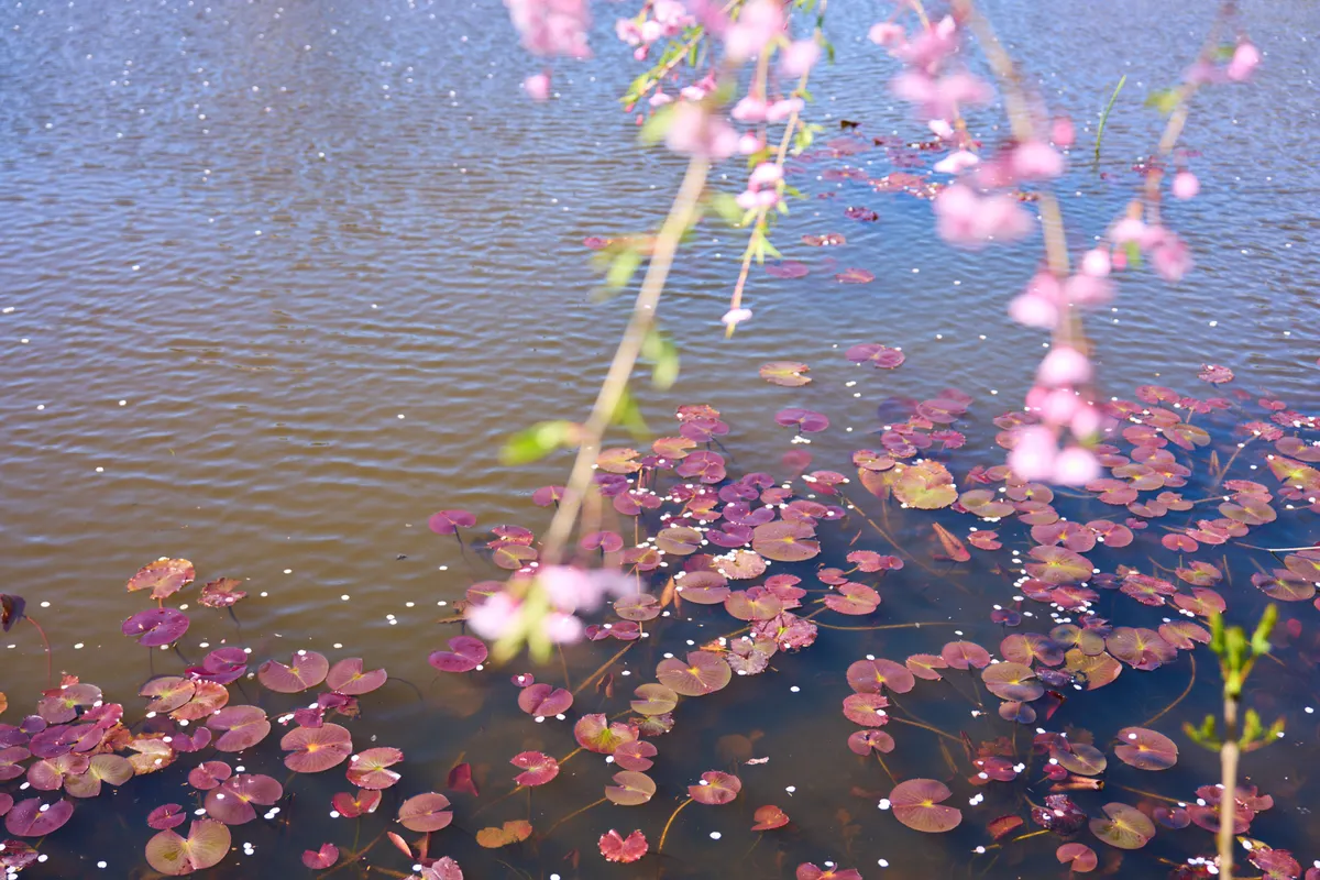 Bibai - Hokkaido | Cherry Blossoms